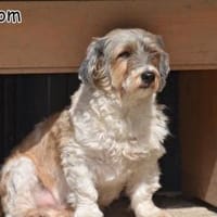 BLOSSOM, Hund zur Adoption