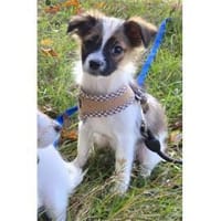 Skai - wartet in 97440 Werneck, Hündin zur Adoption