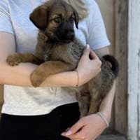 Taro wünscht sich eine eigene Familie, Hund zur Adoption