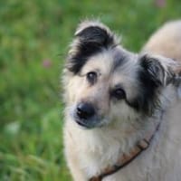 Wer verliebt sich in die hübsche Lissi?, Hündin zur Adoption