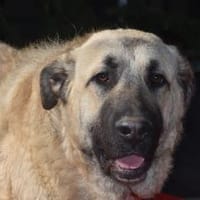 PAPLO, Hund zur Adoption