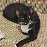 Bonnie Freundliches Katzenmädel, Katze zur Adoption