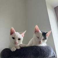 Micky und Apollon aus dem Tierschutz, Kater zur Adoption