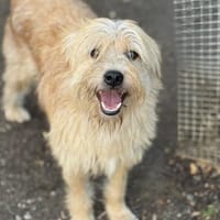 Anton, Hund zur Adoption