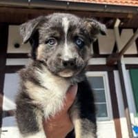 Erobert Nala dein Herz?, Hündin zur Adoption