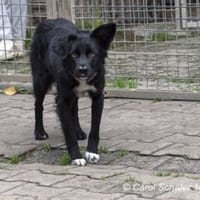 Aurora ist eine fröhliche Hündin, Hündin zur Adoption