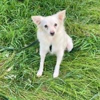 EMY 💚💚💚 sucht Für-immer-Zuhause, Hündin zur Adoption