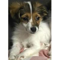 Lissie - wartet in 97440 Werneck, Hündin zur Adoption