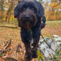 Rogella ist eine richtige Frohnatur, Hündin zur Adoption