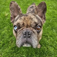 Heros1 sucht ein Zuhause, Hund zur Adoption