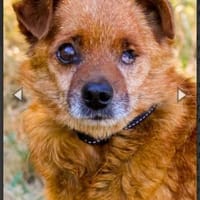 Moritz, freundl. kleiner Rüde, Hund zur Adoption