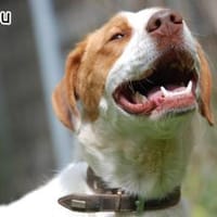 CAILLOU, Hund zur Adoption