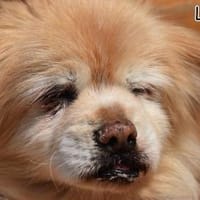 LÖKINC, Hund zur Adoption