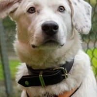 Wer hat ein Körbchen für Azzuro frei?, Hund zur Adoption