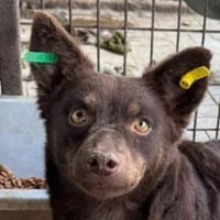 SCHOKI-rehbraune, hübsche Hündin,42 cm, Hündin zur Adoption