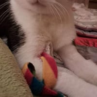 lieb und süß Freddy mit Handicap FFM, Kater zur Adoption