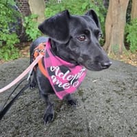 Die kleine Ivy ist eine Frohnatur !, Hündin zur Adoption