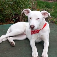 Freundlicher Bodimischling Zuko, Hund zur Adoption