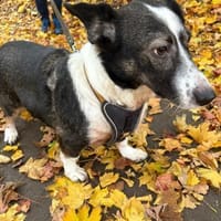 Leonie in Hückeswagen, Hündin zur Adoption