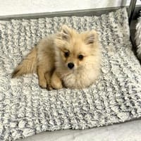 Balou ein kleiner Spitz, Hund zur Adoption