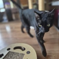 entspannte Brüder Tom und Jerry Lorch, Kater zur Adoption