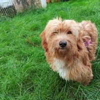 Ninno - wartet in 64347 Griesheim, Hund zur Adoption