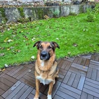 Bo aus 52428 Jülich sucht seine Menschen, Hund zur Adoption