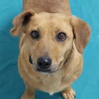 Ginger möchte die Welt entdecken, Hündin zur Adoption