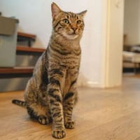 Rancho, behutsames Katerchen,1J in 83064, Kater zur Adoption
