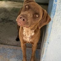 Rexy, in der Tierherberge Donzdorf, Hündin zur Adoption