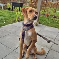 ORETTO - ein toller Kerl, Hund zur Adoption