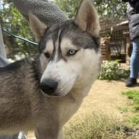 Monata, ein Traumhund für Huskyfans, Hund zur Adoption
