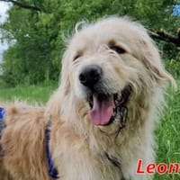 LEON - Gnadenbrothund, Hund zur Adoption