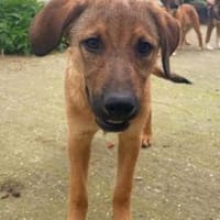 Baikal - neugieriger Hundebub, Hund zur Adoption