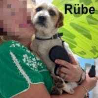 Rübe begehrte Einlass ins Tierheim, Hund zur Adoption