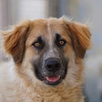 Linus, Pflegestelle in Hessen, Hund zur Adoption