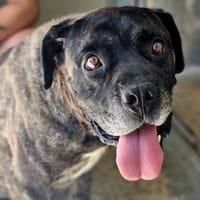 Paul, Pflegestelle in Hessen, Hund zur Adoption