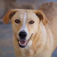 Luana, in der Tierherberge Donzdorf, Hündin zur Adoption