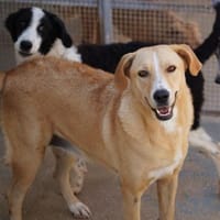 Luana, in der Tierherberge Donzdorf, Hündin zur Adoption