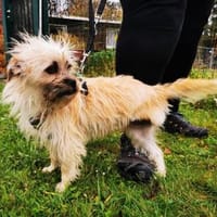 Zara, aktive Dreibeinerin, Hündin zur Adoption