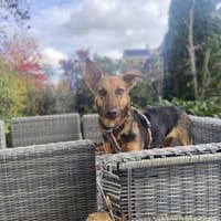 zarte Rina - kinderlieb, sanft  (Mr), Hündin zur Adoption