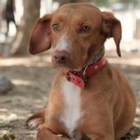 Vicky, Hündin zur Adoption