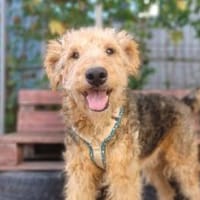 Silas wartet auf seine Chance, Hund zur Adoption