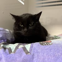 ALPHONSE, chat à adopter