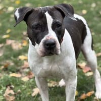 Themis CAA14320, chienne à adopter