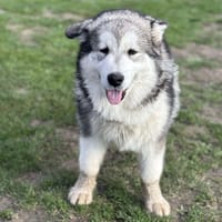 Anakin CAA14321, chien à adopter