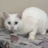 Floski CAB4763, chat à adopter