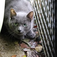 Skar, chat à adopter