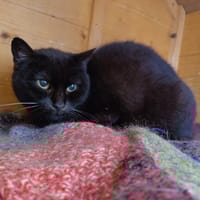 CALINE, chatte à adopter