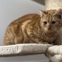 Twix CAB4762, chat à adopter